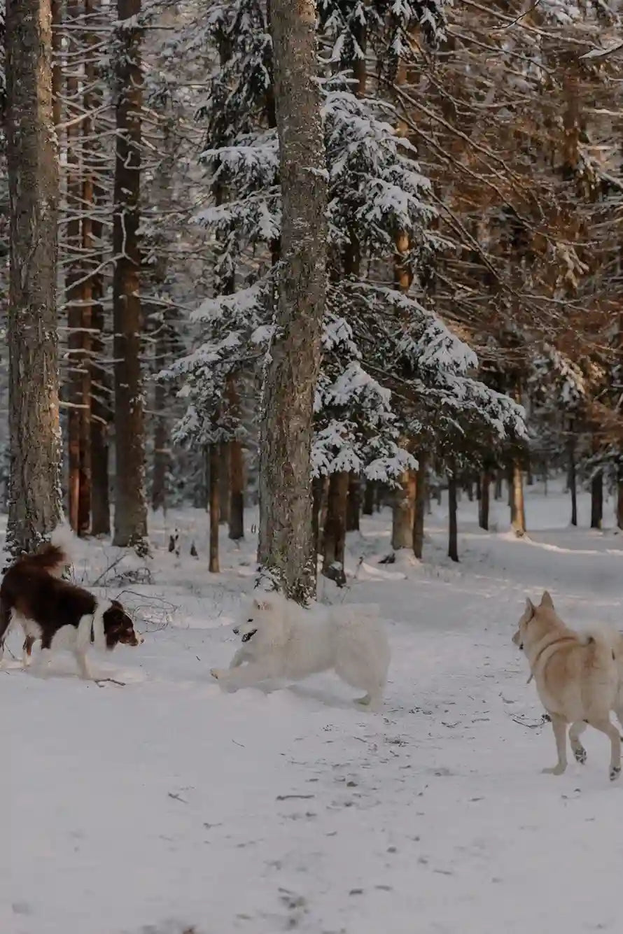 Gamelle anti-glouton pour Golden Retriever : pourquoi et quel modèle choisir Image
