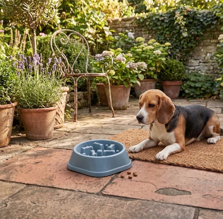 Pourquoi mon chien vomit après avoir mangé ? Image