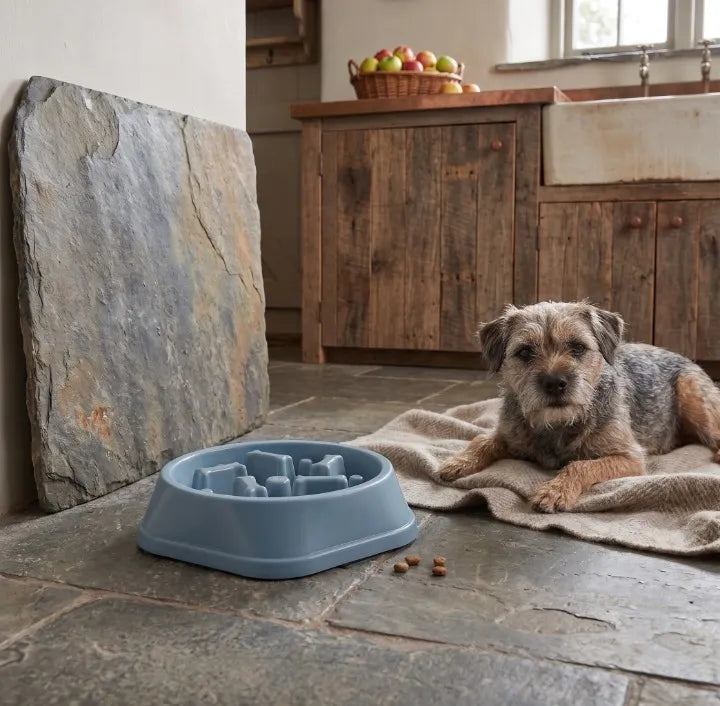 Comment faire maigrir un chien en surpoids ? Image