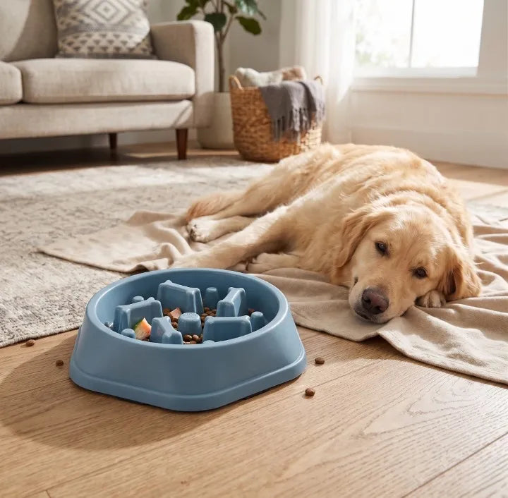 Mon chien vomit ses croquettes causes et solutions Image