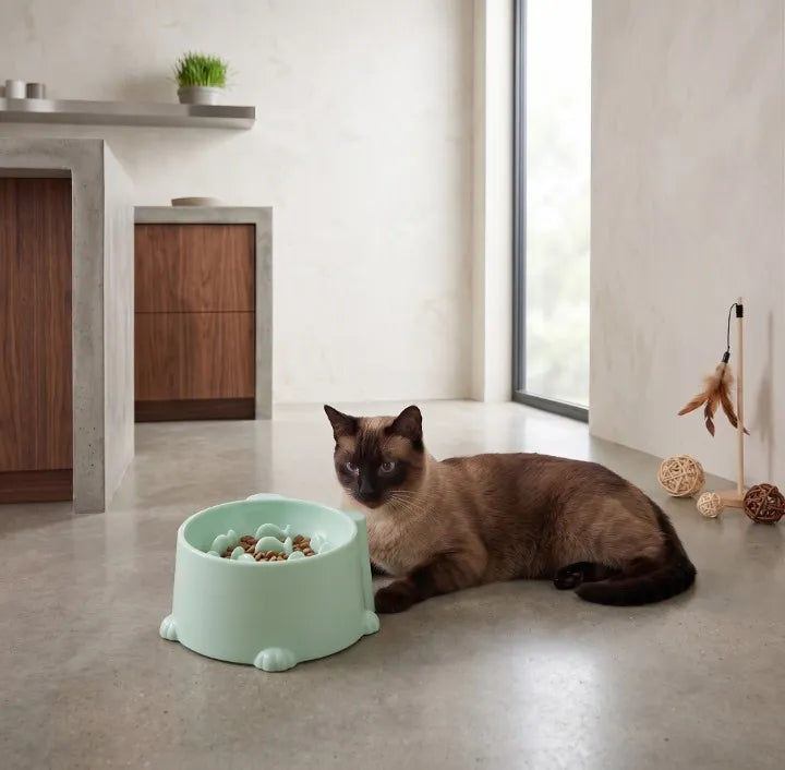 Comment bien nourrir son chat ? Image