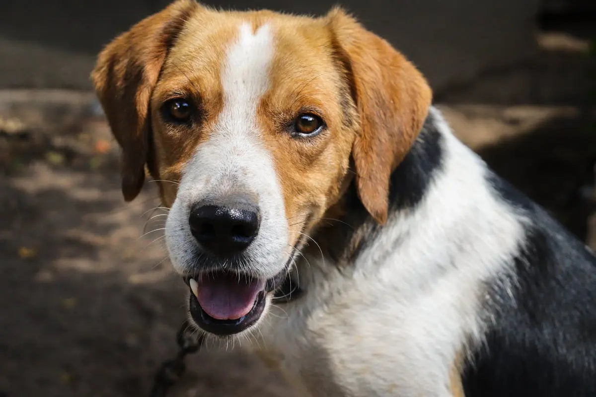 Chien glouton : faut-il donner plusieurs petits repas ? Image