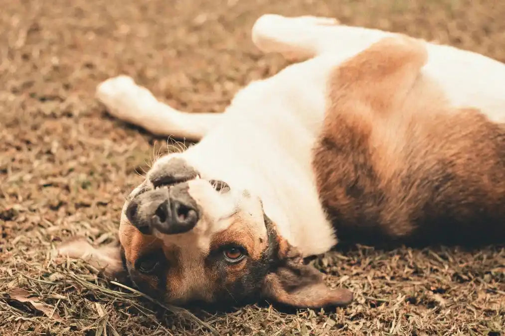 Mon chien pousse sa gamelle avec son museau Image