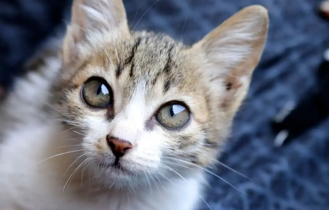 Gamelle anti-glouton pour chat âgé : bonne idée ? Image