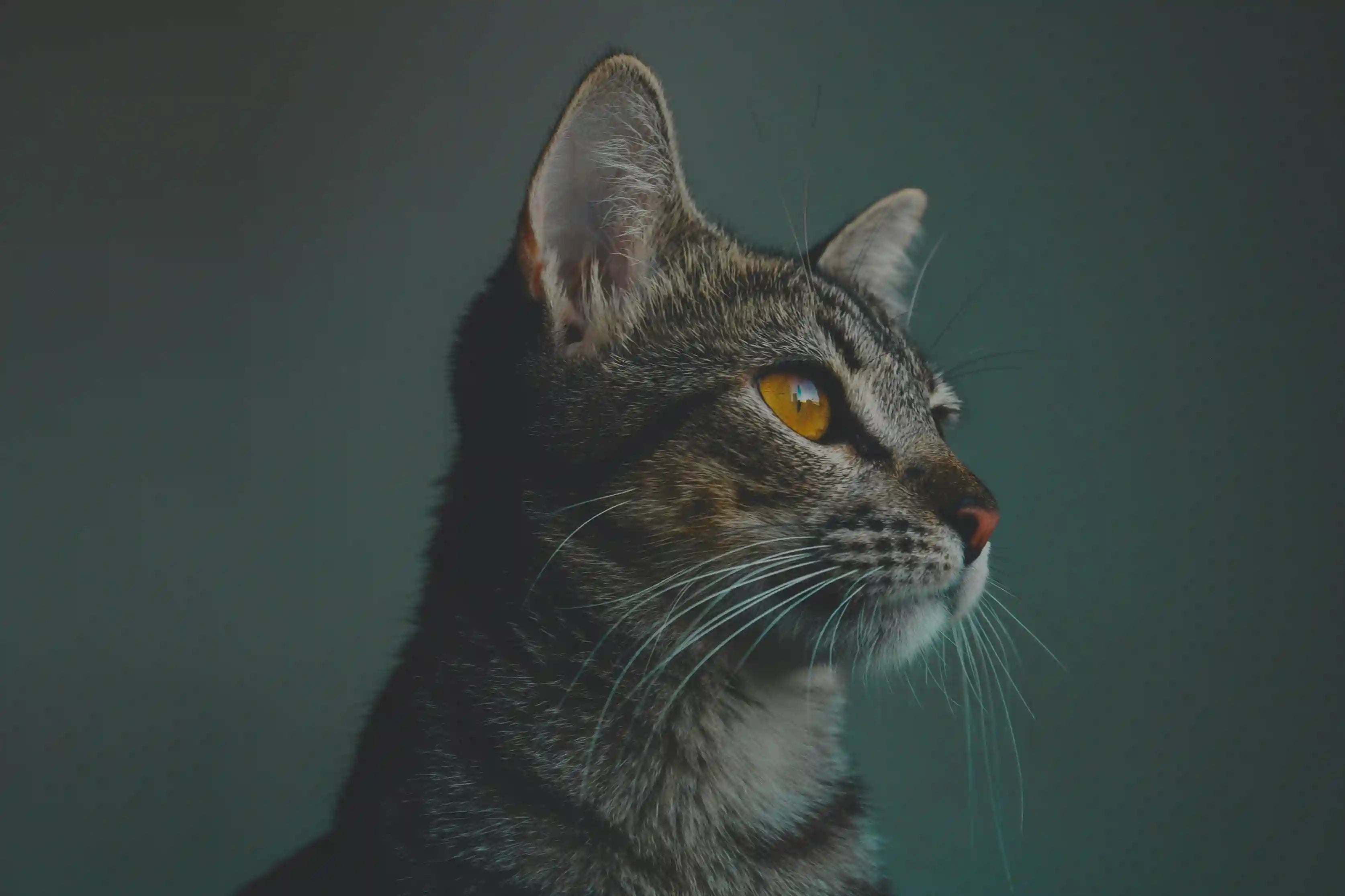 Mon chat renverse sa gamelle anti glouton Image