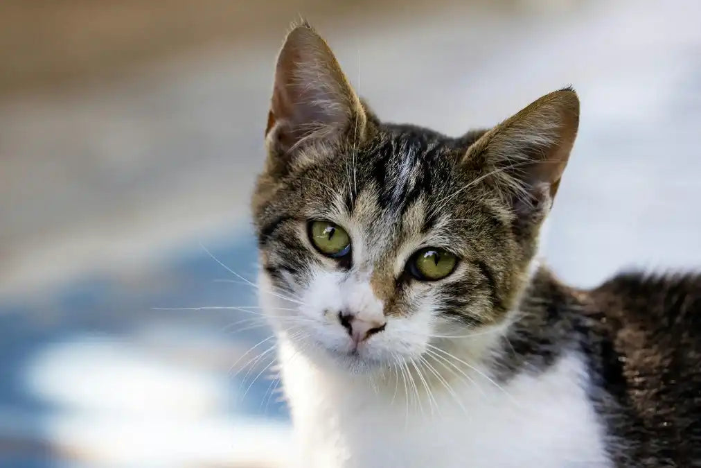 Quelle gamelle anti-glouton choisir pour son chat ? Image