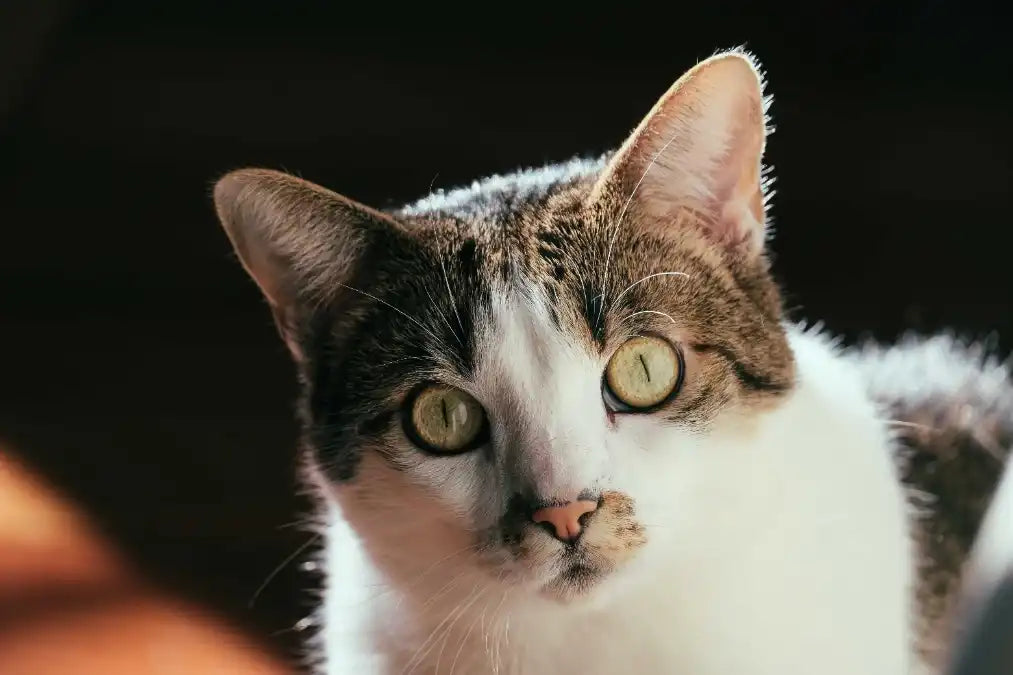 Mon chat est en surpoids et mange trop vite : comment sortir du cercle vicieux Image