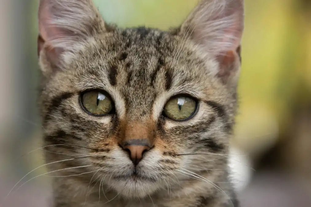 Gamelle anti-glouton pour chat stérilisé : pourquoi c'est souvent utile Image
