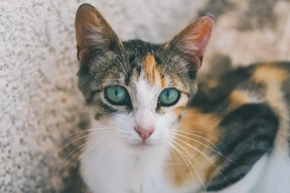 Pourquoi mon chat mange-t-il aussi vite Image