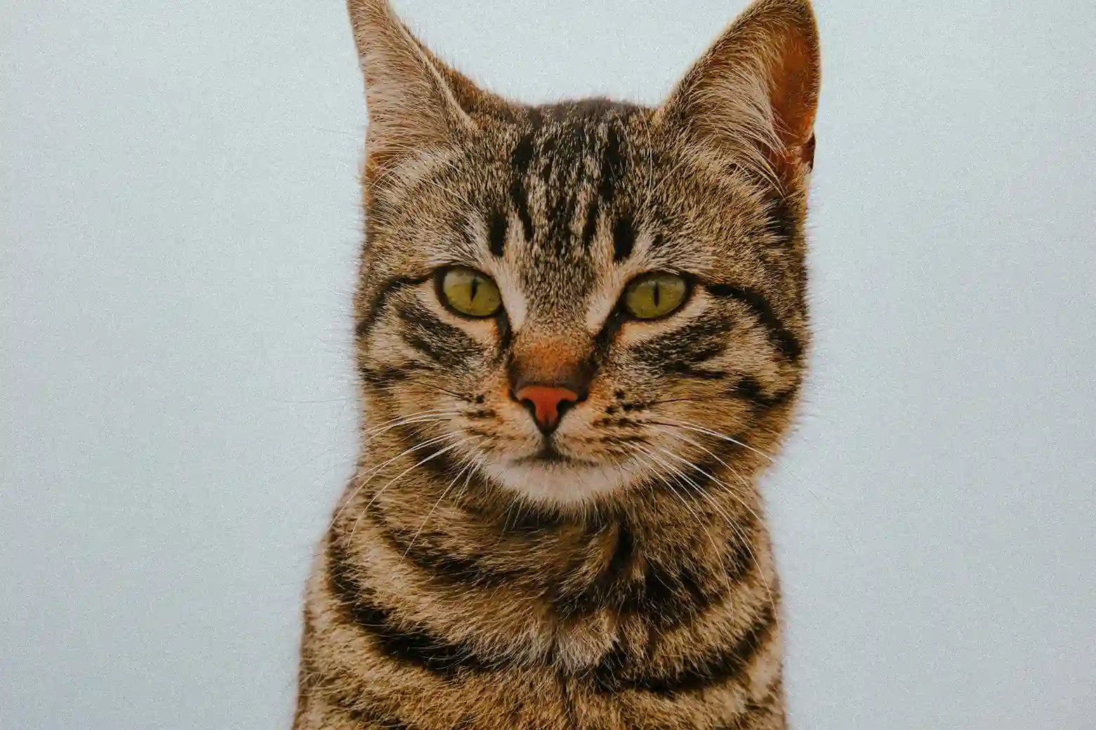 Pourquoi mon chat laisse des croquettes dans sa gamelle ? Image