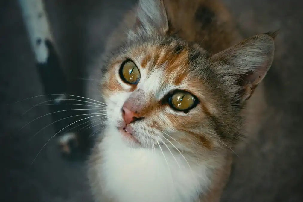 Mon chat mange encore trop vite malgré une gamelle anti-glouton Image