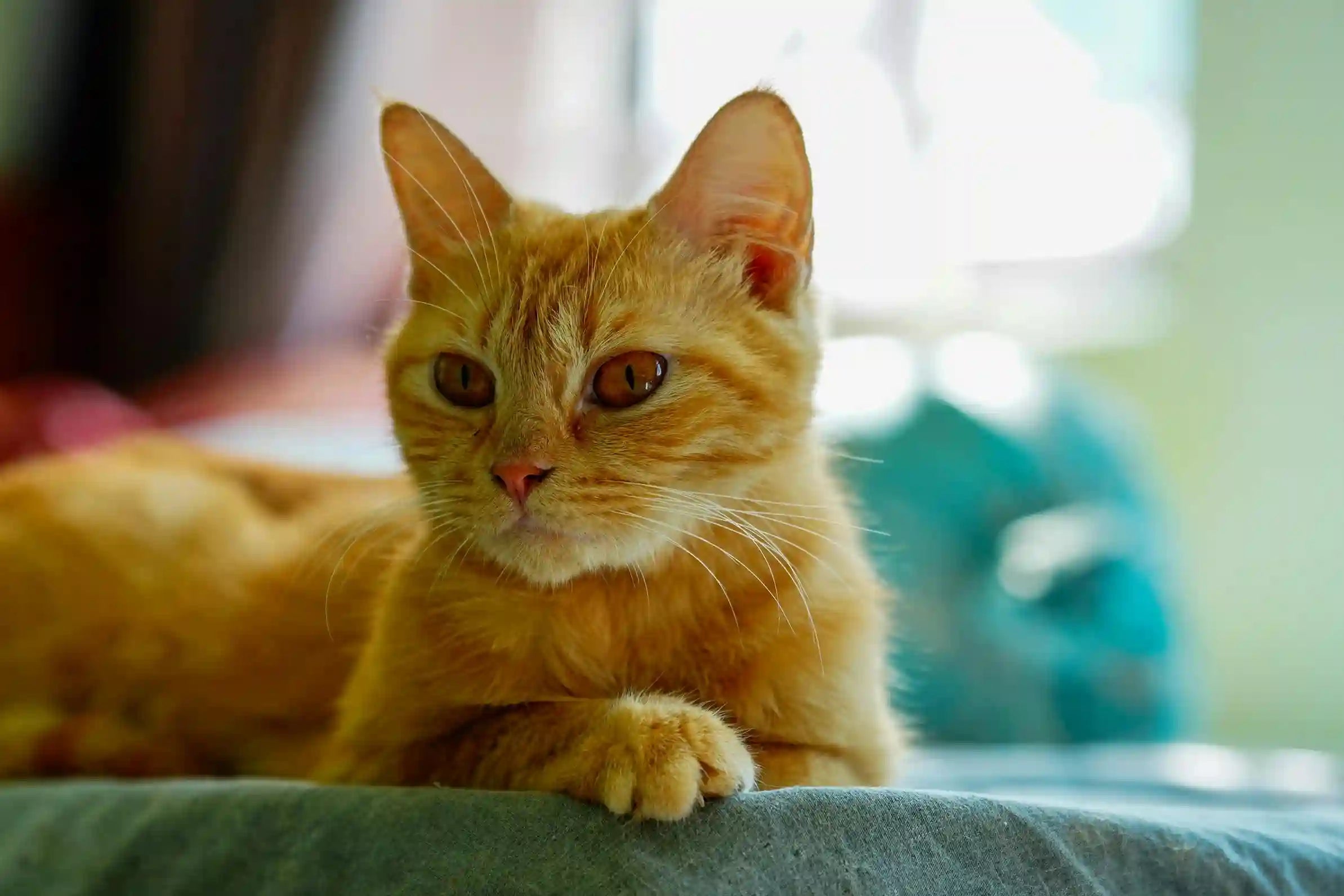 Pourquoi mon chat trie ses croquettes dans sa gamelle ? Image