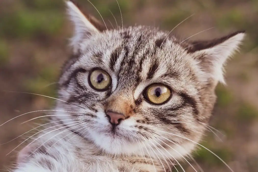 Mon chat mange plus vite quand il y a un autre chat Image