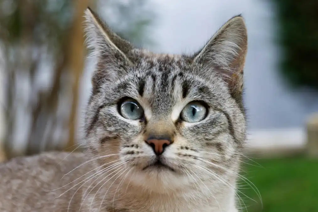 Comment habituer un chaton à manger lentement dès le départ Image