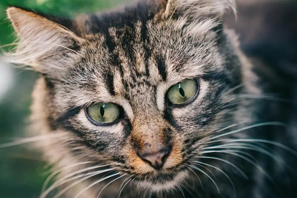 Mon chat contourne sa gamelle anti-glouton : pourquoi et comment y remédier Image