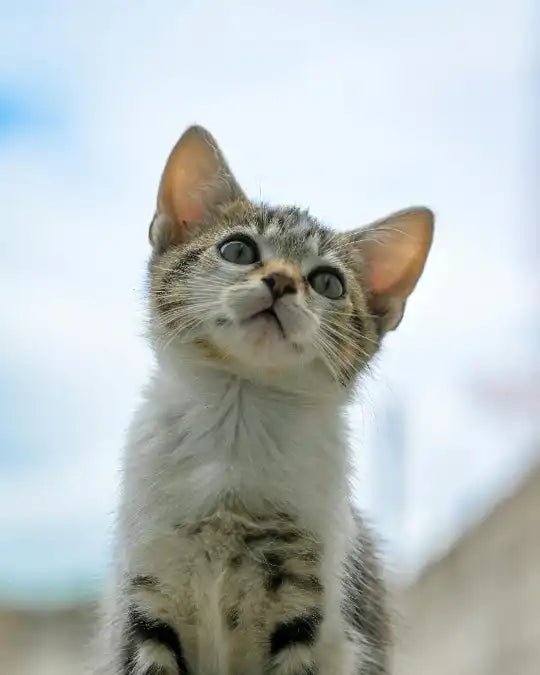 Mon chat refuse sa gamelle anti-glouton : que faire ? Image