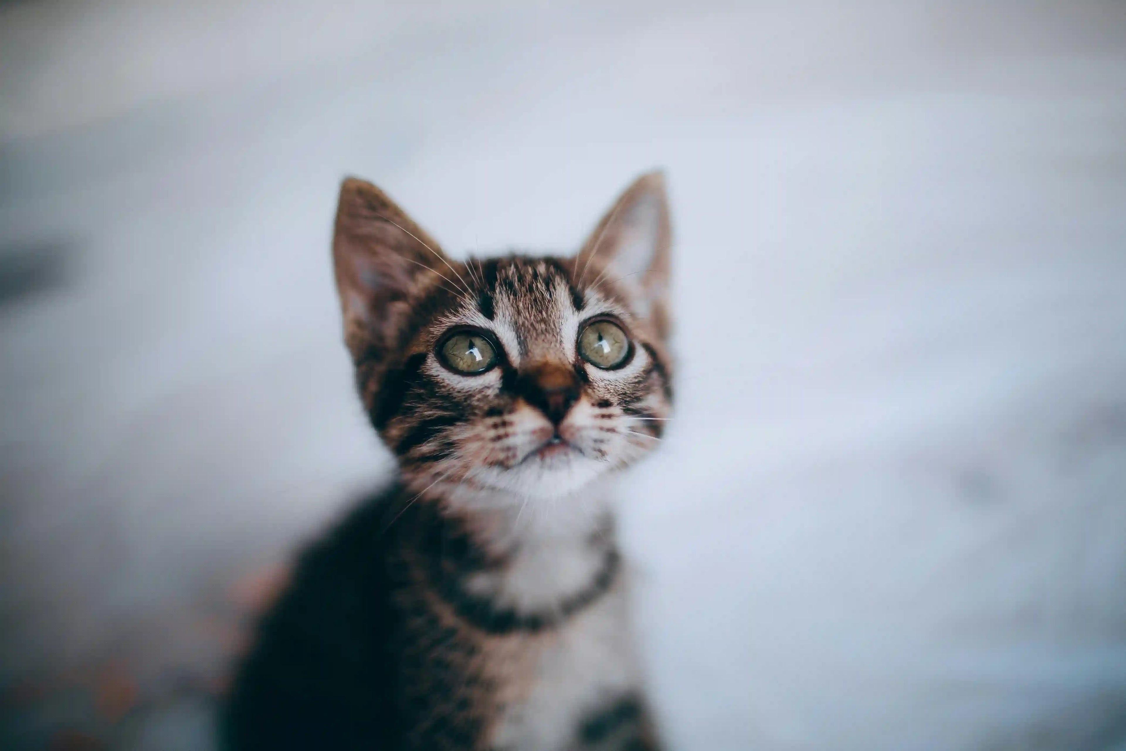 Mon chaton mange trop vite : est-ce normal ? Image
