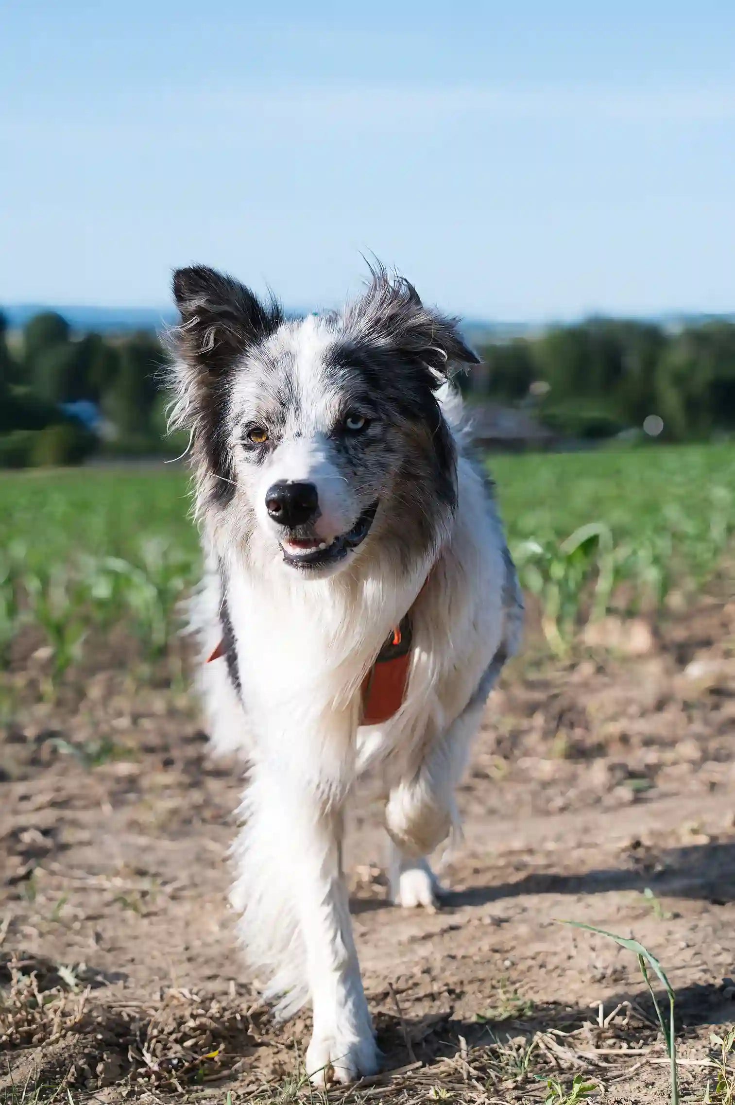 Mon chien vide sa gamelle anti-glouton trop facilement Image
