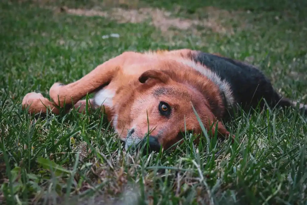 Mon chien retourne sa gamelle anti-glouton Image