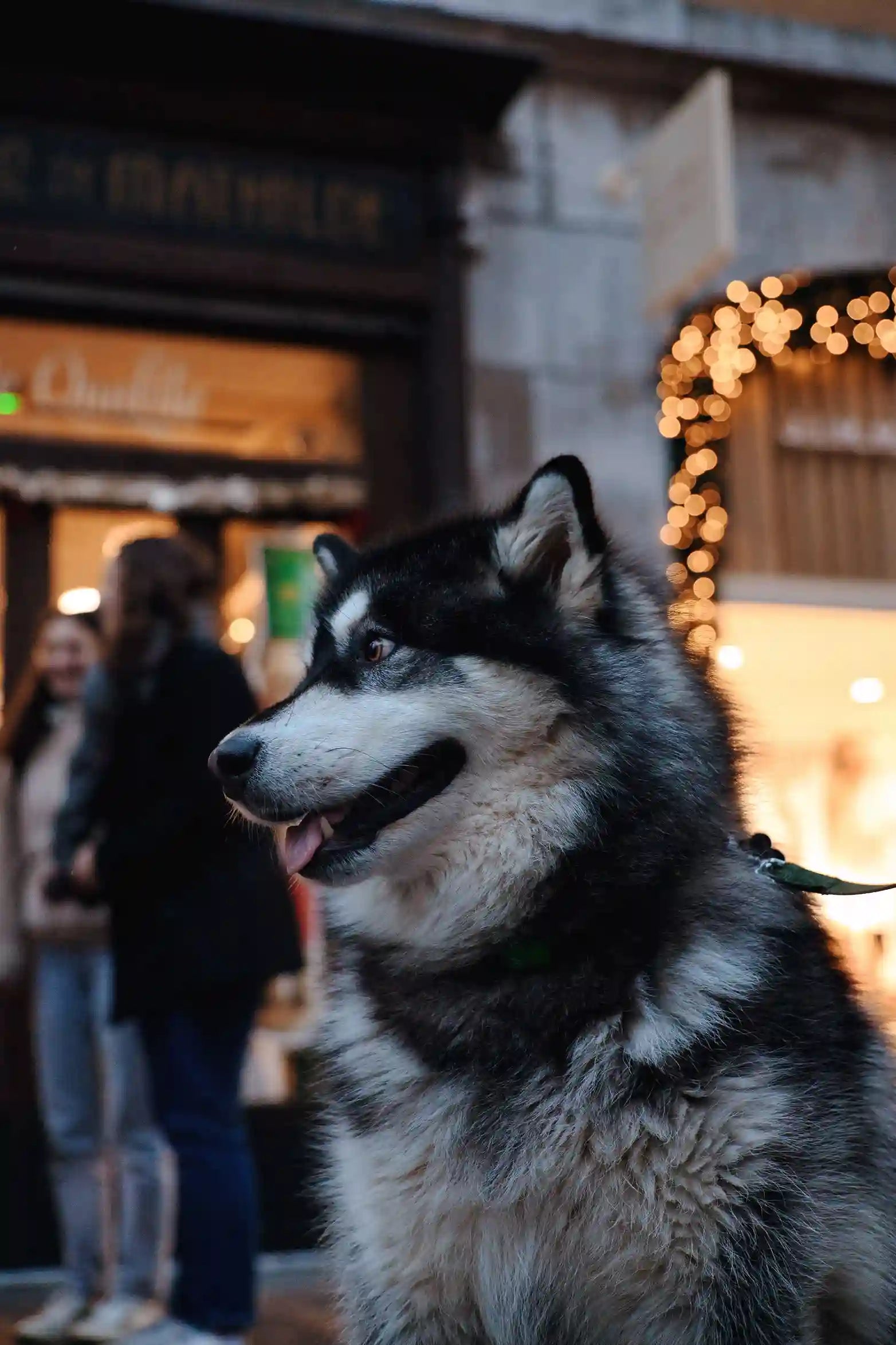 Mon chien mange toujours trop vite malgré sa gamelle anti-glouton Image