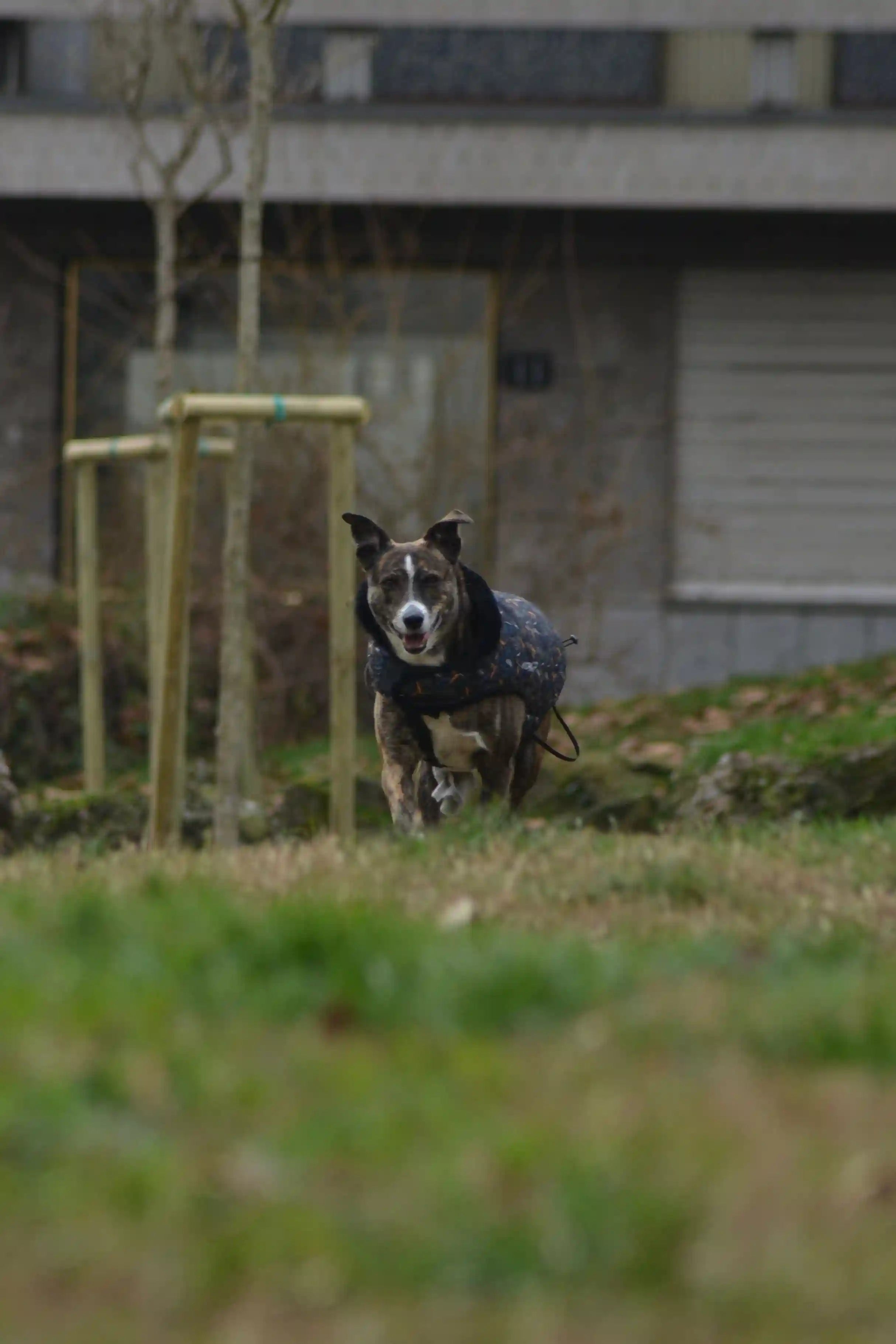 Puzzle alimentaire ou gamelle anti-glouton : lequel choisir pour votre chien Image