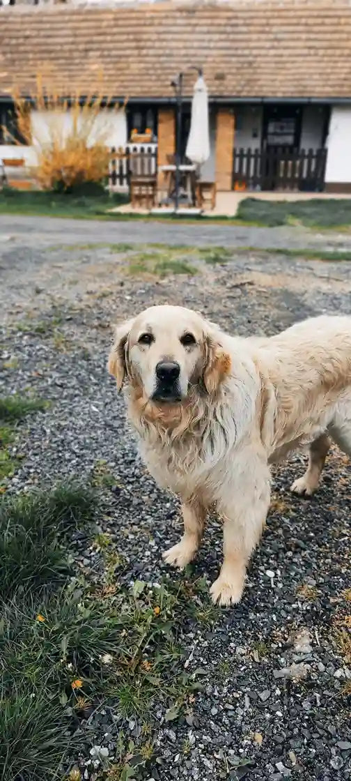 Gamelle anti-glouton pour Labrador : pourquoi c’est vraiment utile Image