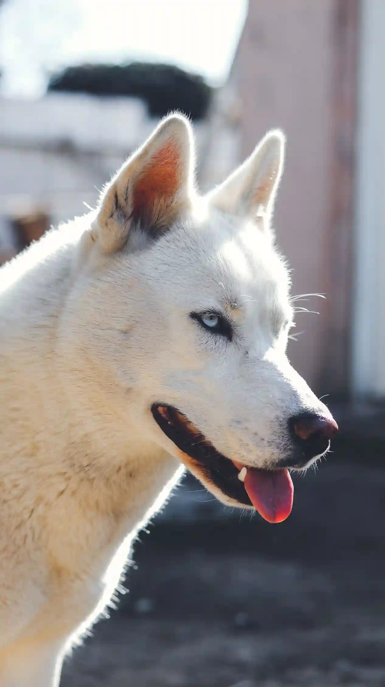 Mon chien mange trop vite par anxiété : comment l'aider Image