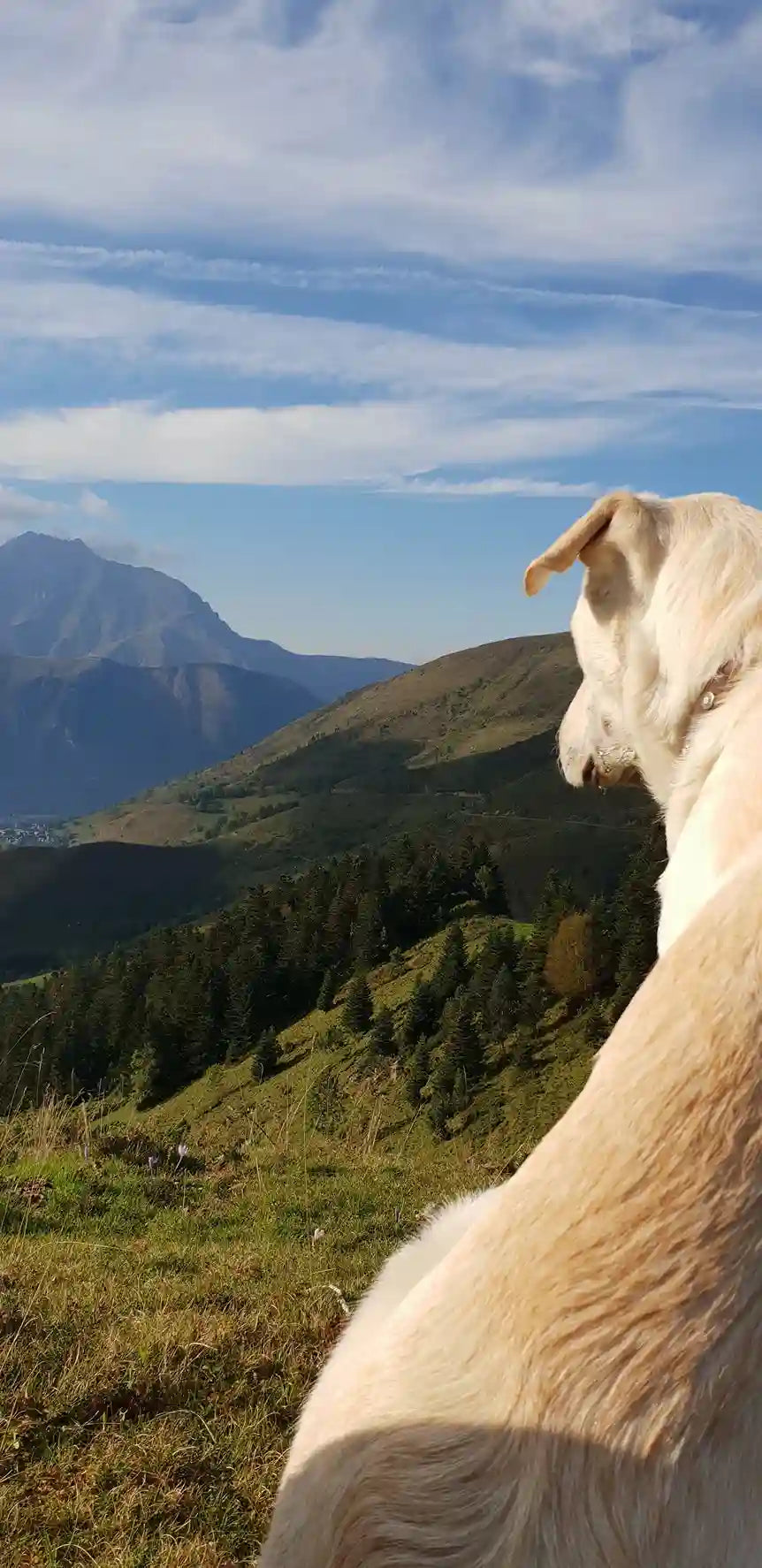 Gamelle surélevée ou au sol pour un chien glouton : que choisir Image