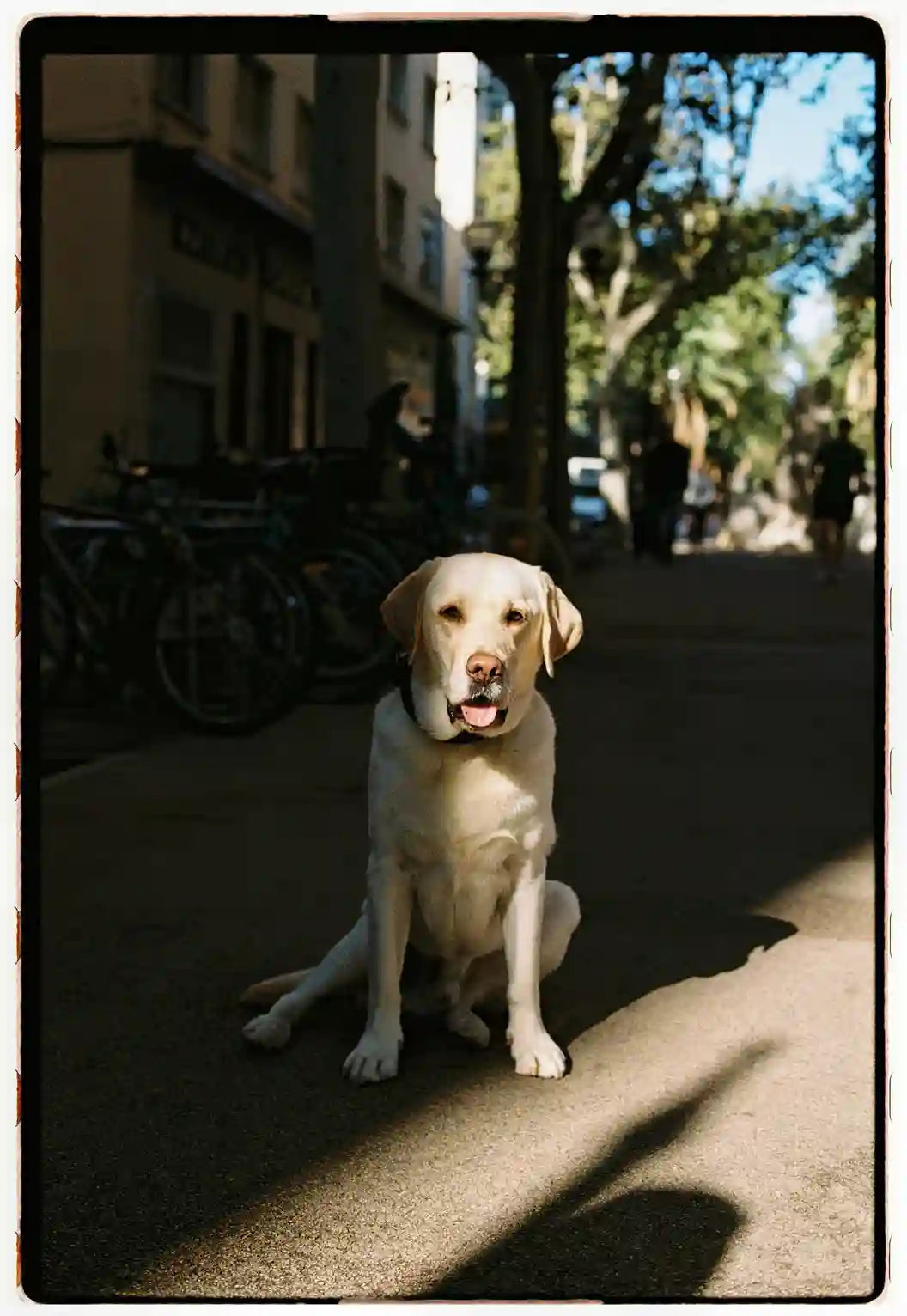 Comment bien nourrir son chien ? Nos conseils pratiques Image