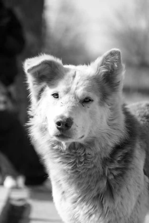 Gamelle anti-glouton pour Bouledogue français : quel modèle choisir