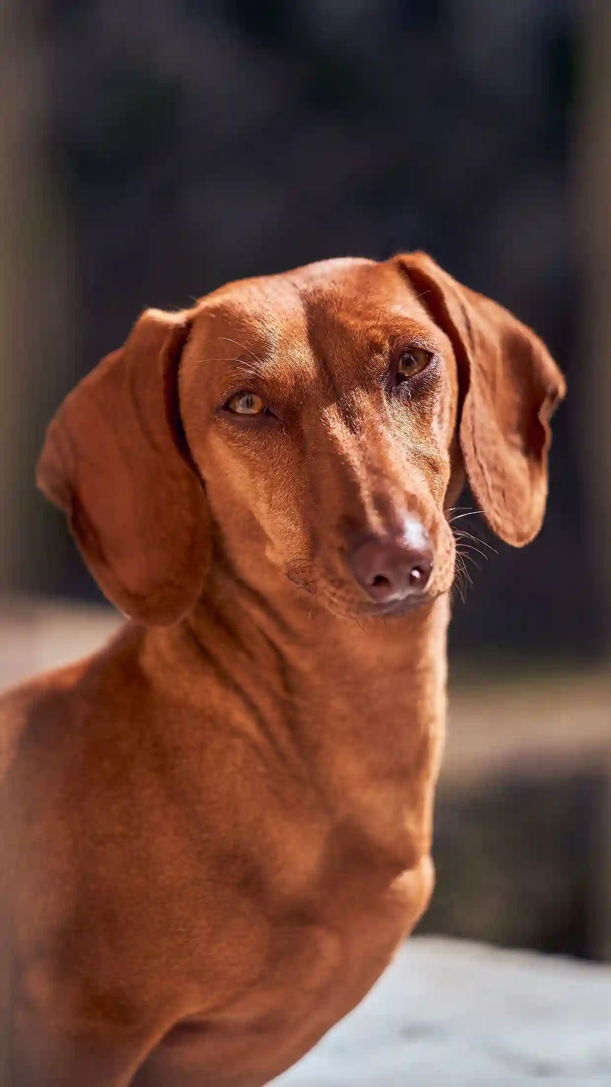 Mon chien a le ventre gonflé après avoir mangé : est-ce dangereux Image