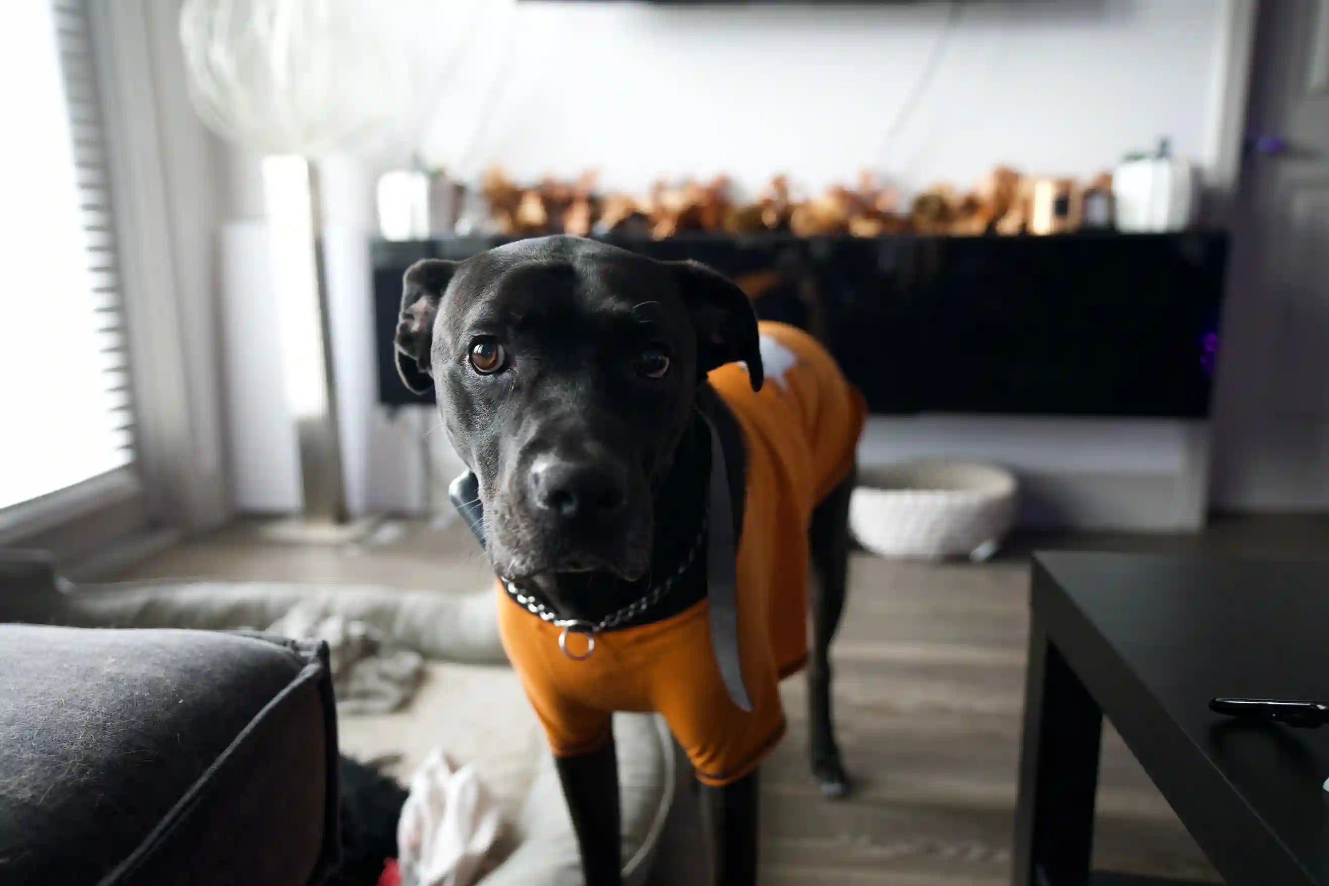 Mon chien boit trop vite après avoir mangé : risques et solutions Image
