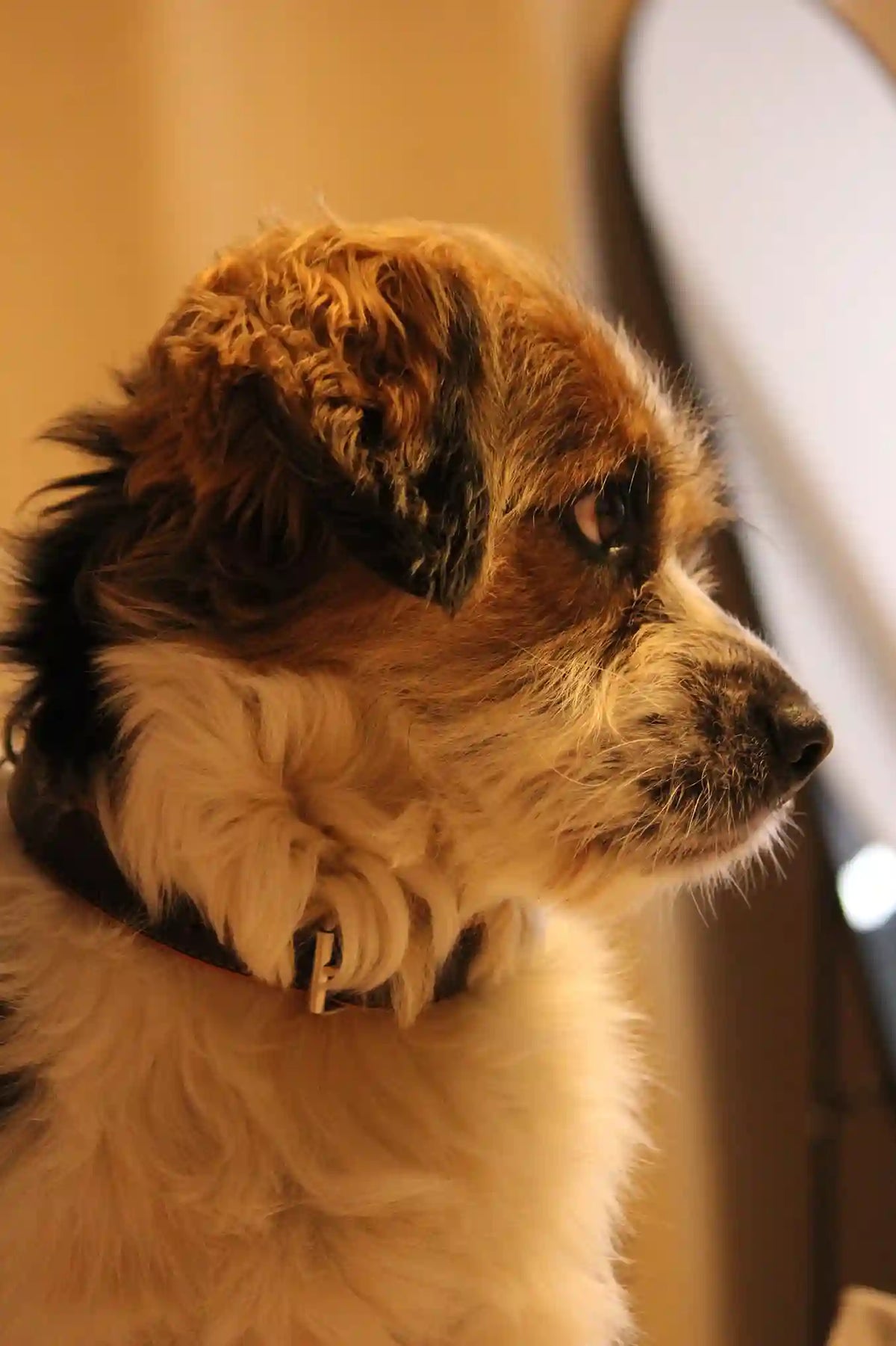 Mon chien vomit ses croquettes et les remanges : est-ce normal Image