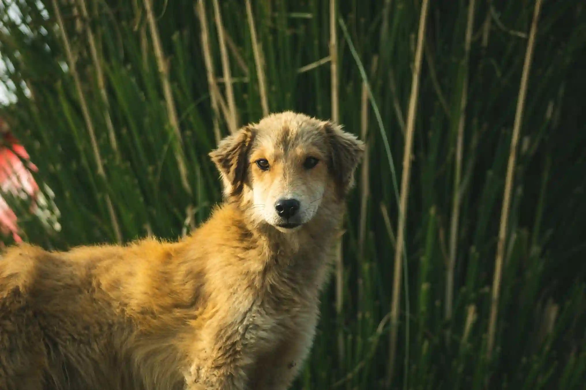 Dilatation torsion de l'estomac chez le chien : ce qu'il faut savoir Image