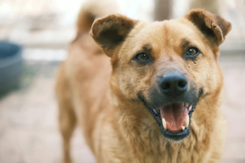 Mon chien mange plus vite le soir : pourquoi ? Image