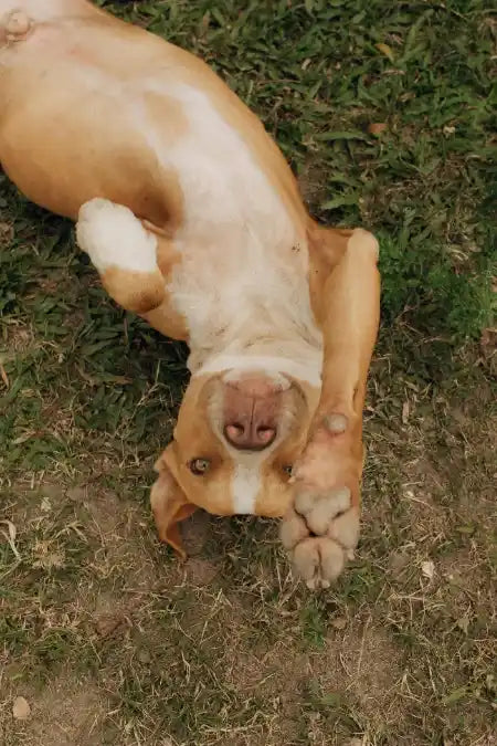 Mon chien finit sa gamelle en moins d'une minute Image