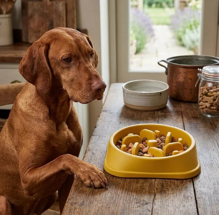 Chien qui mange trop vite risques pour sa santé Image