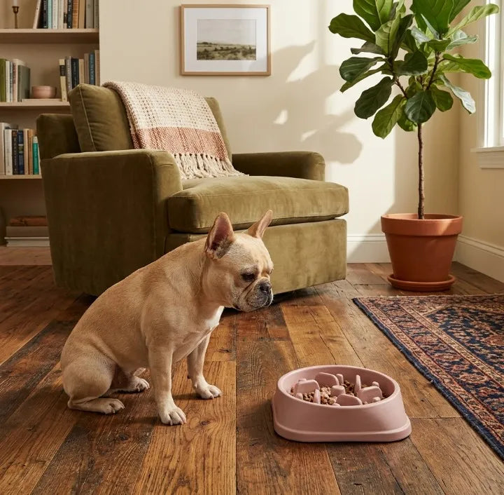 Comment faire manger son chien plus lentement ? Image