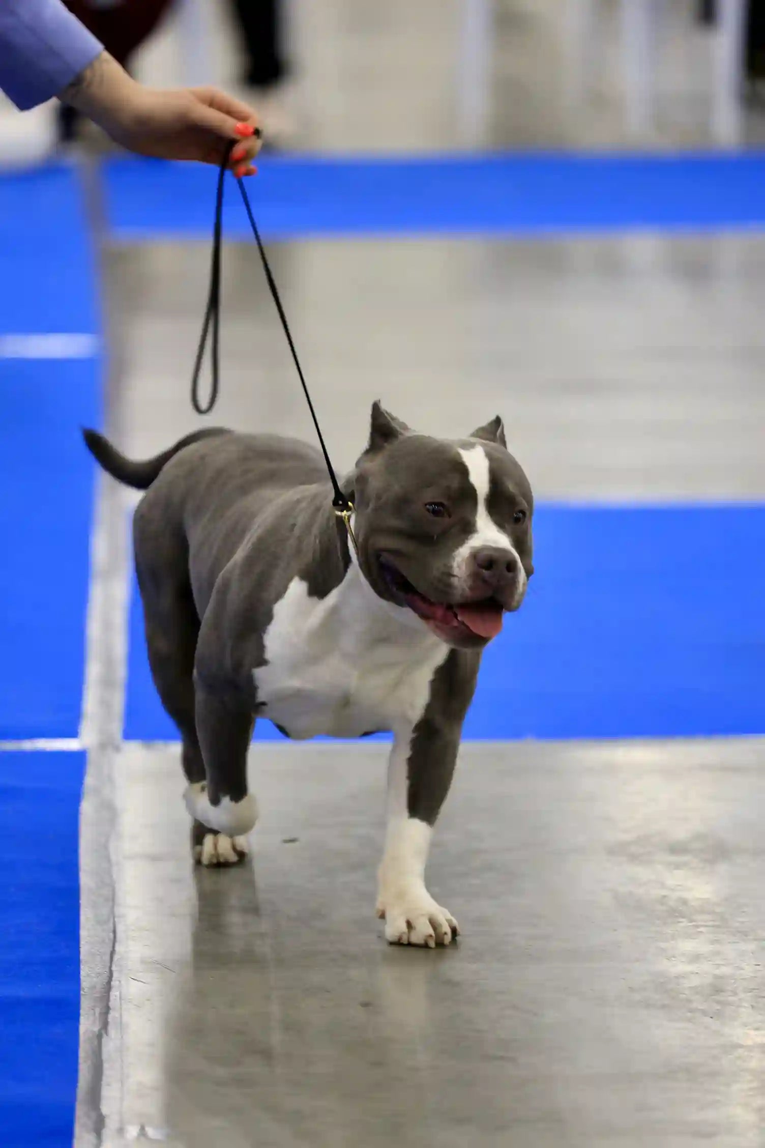 Mon chien contourne sa gamelle anti-glouton : causes et solutions Image