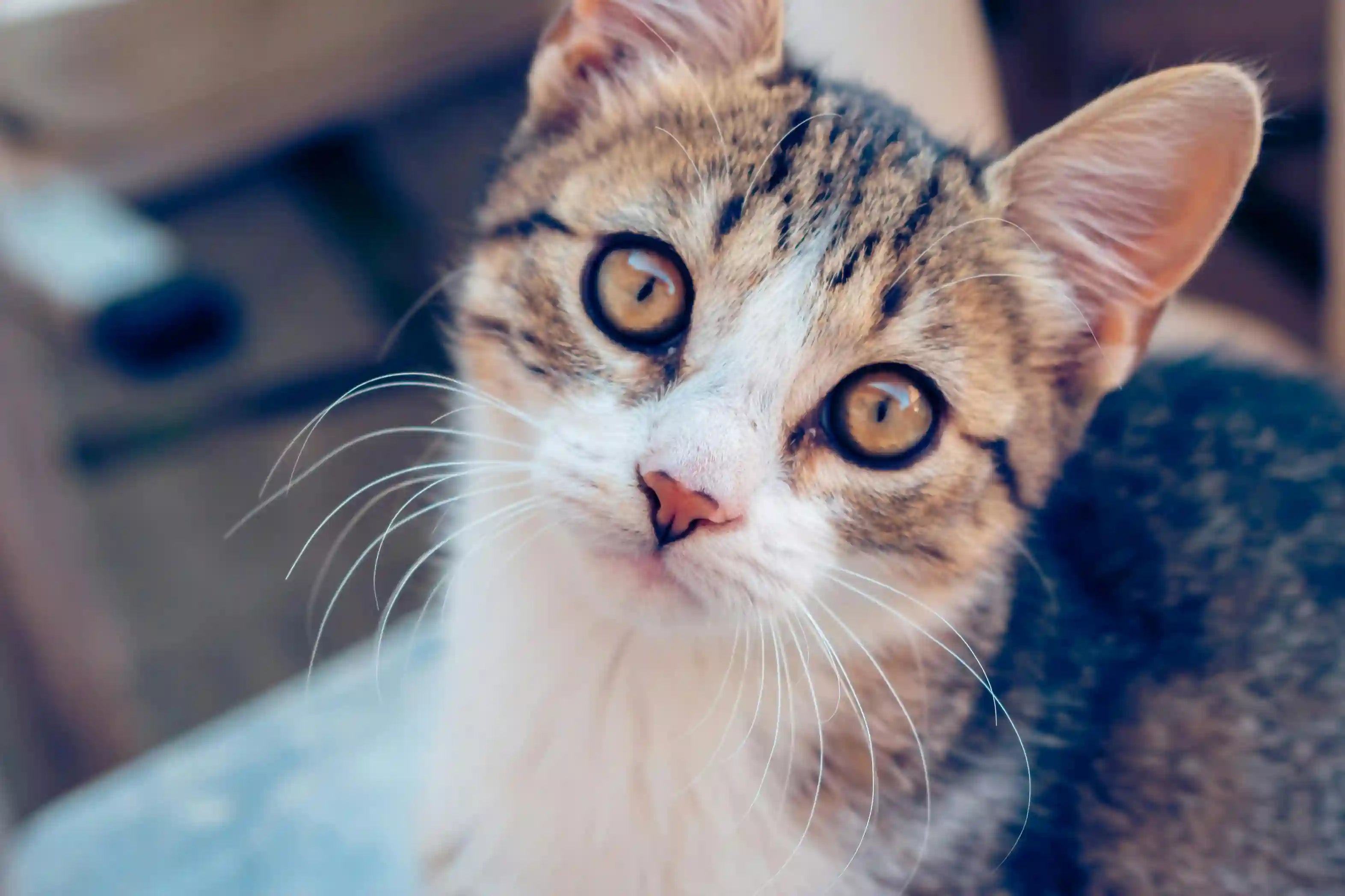 En combien de temps un chat s’adapte-t-il à une gamelle anti glouton ? Image