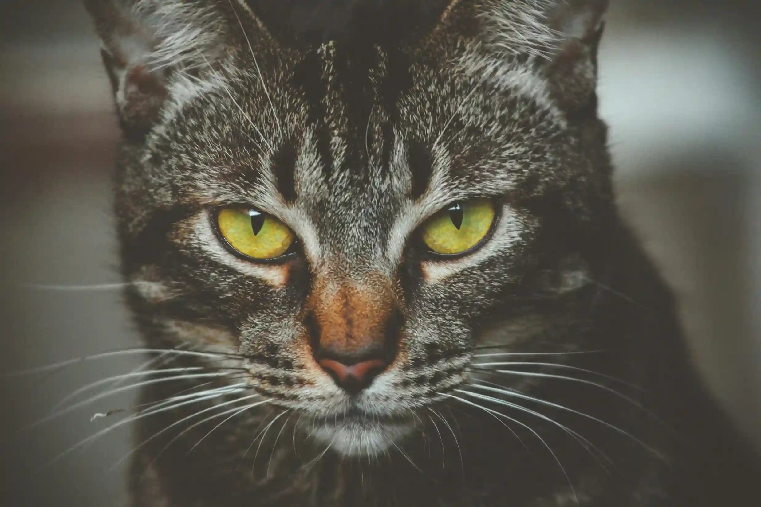 Mon chat vomit uniquement après les croquettes Image