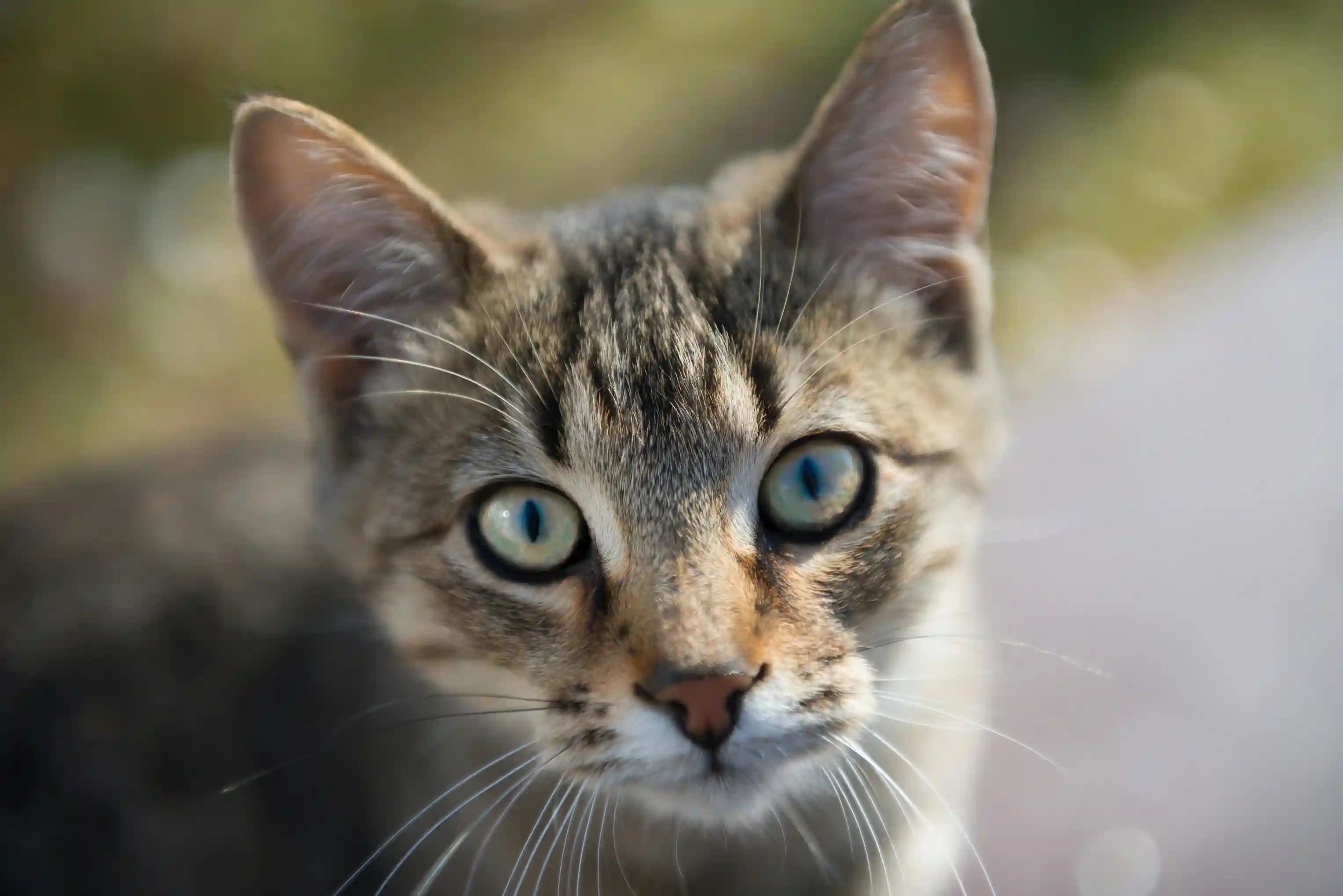 Pourquoi mon chat sort-il ses croquettes de la gamelle ? Image