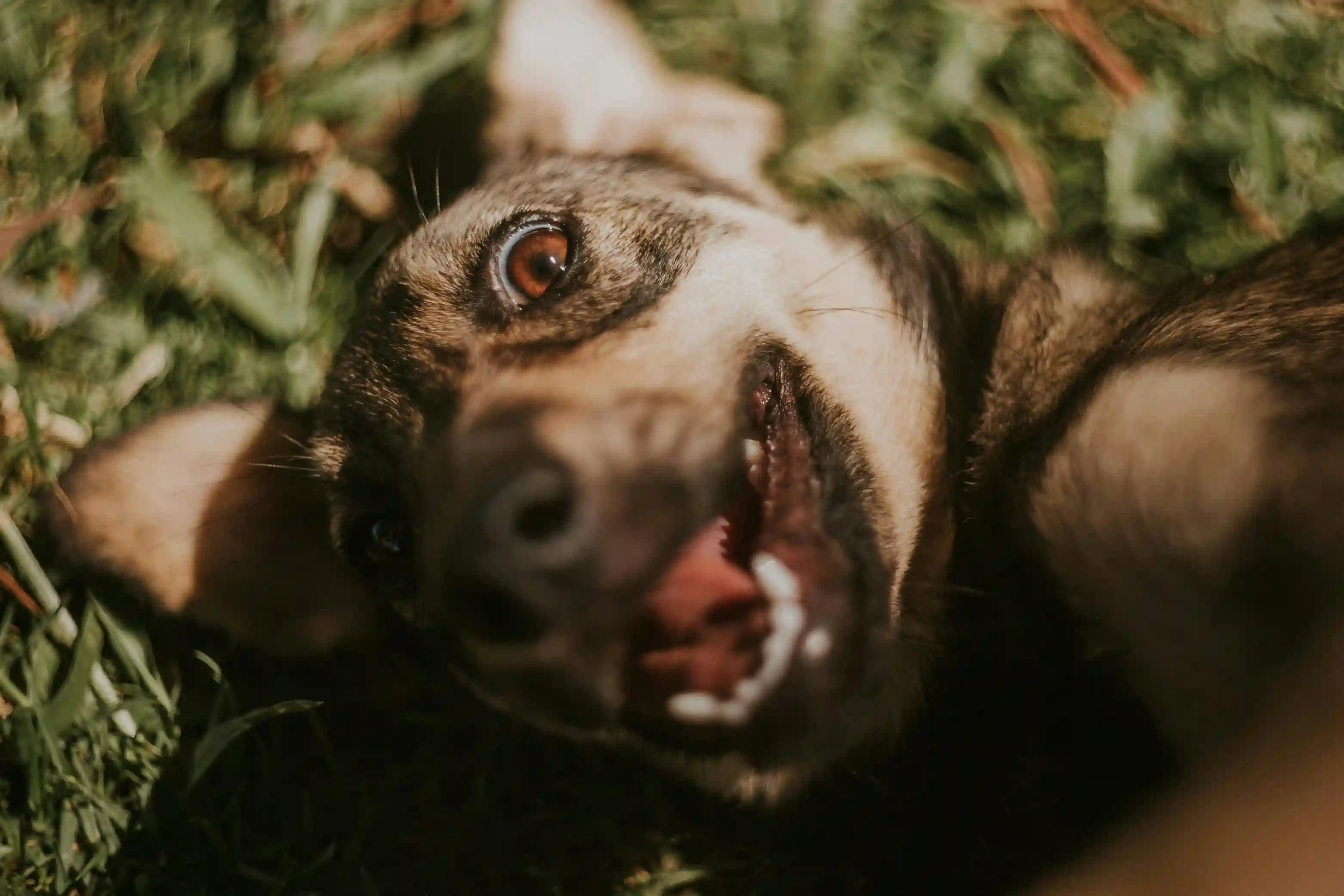 Gamelle anti glouton pour chiot : bonne ou mauvaise idée ? Image