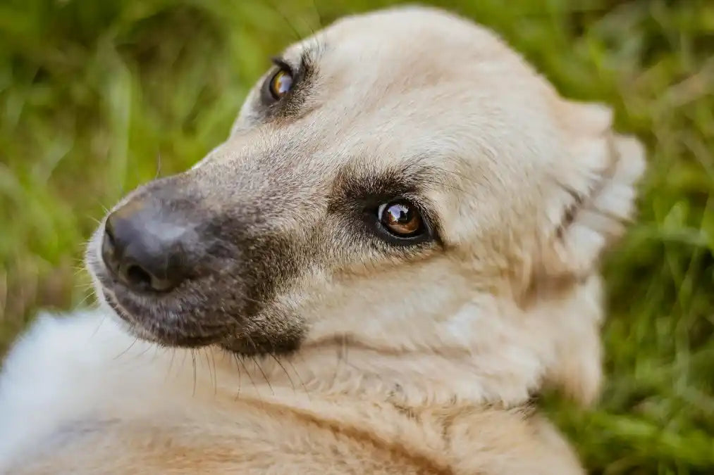 Gamelle anti-glouton pour chien âgé : bonne idée ? Image