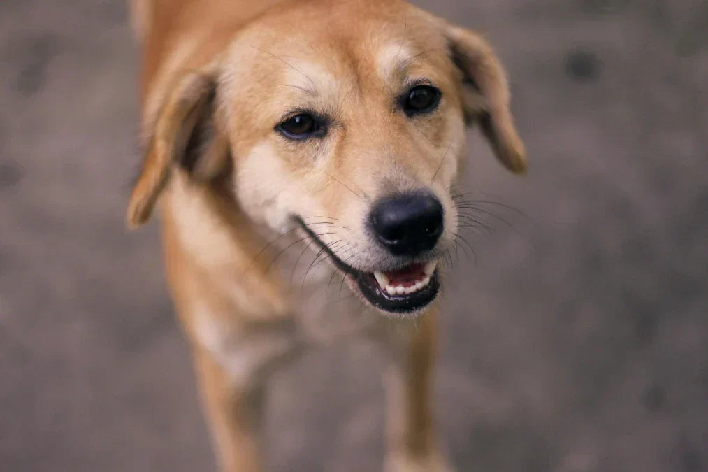 Mon chien refuse sa gamelle anti-glouton : que faire ? Image