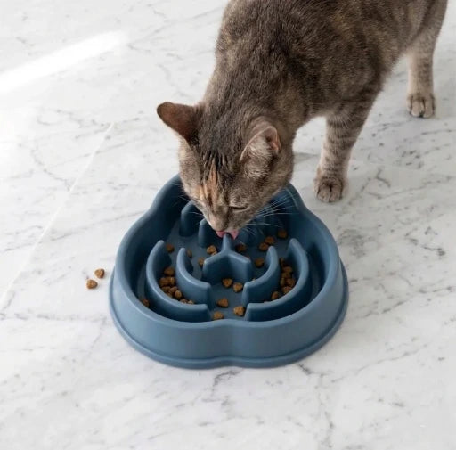 chat qui mange dans une gamelle anti glouton bleu